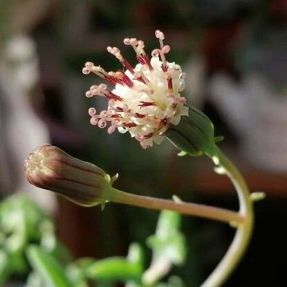 Dendrophorbium Peregrinum