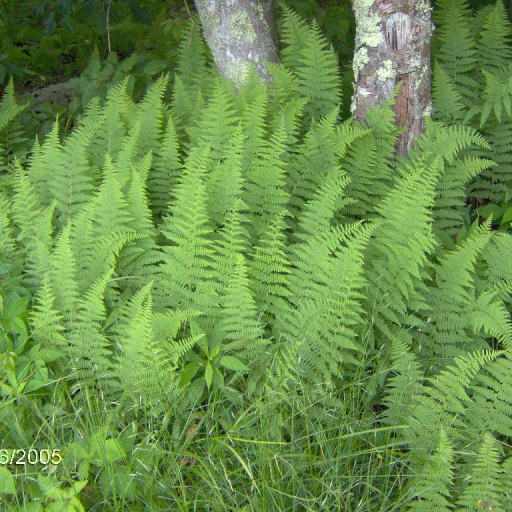 Dennstaedtia Punctilobula