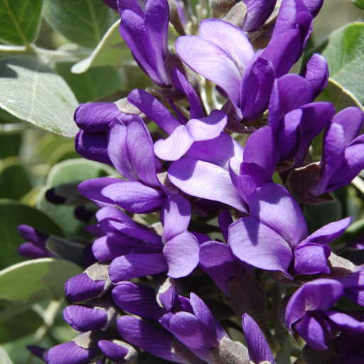 Dermatophyllum Secundiflorum