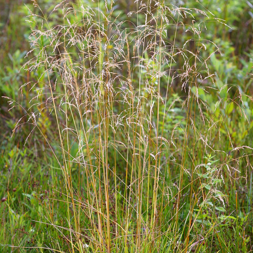 Deschampsia Cespitosa