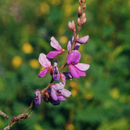 Desmodium Canadense
