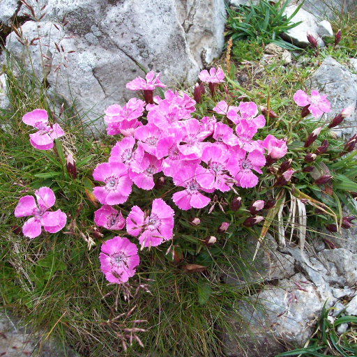 Dianthus Alpinus