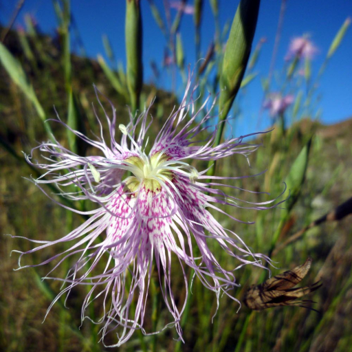 Dianthus Broteroi