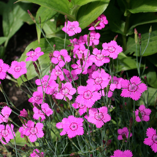 Dianthus Deltoides