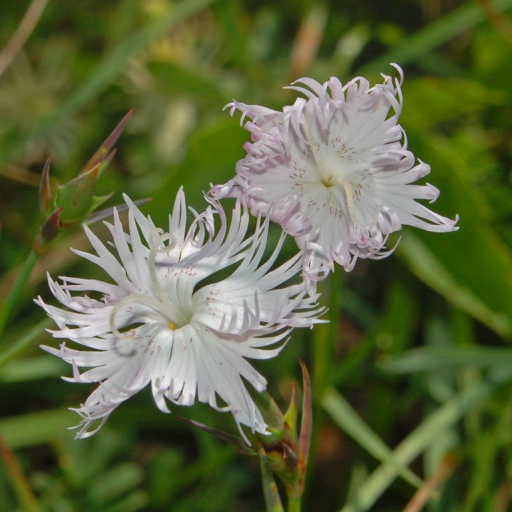 Dianthus Monspessulanus