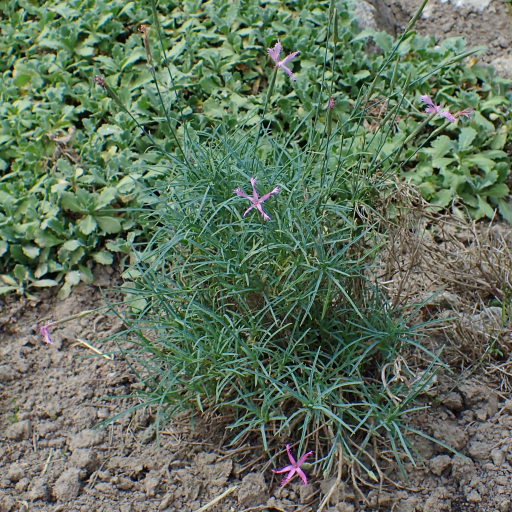 Dianthus Orientalis