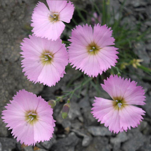 Dianthus Sylvestris