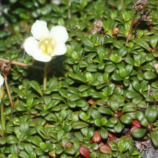 Diapensia Lapponica
