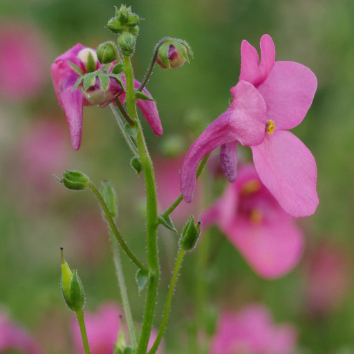 Diascia Barberae