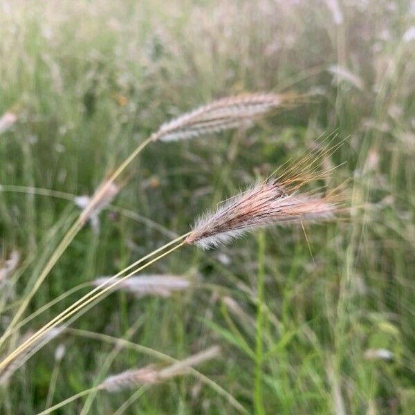 Dichanthium Sericeum