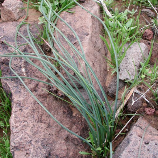Dichelostemma Capitatum