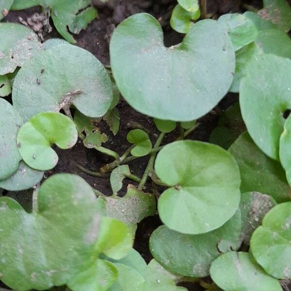 Dichondra Microcalyx