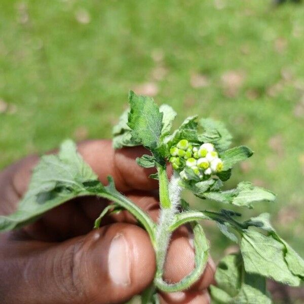 Dichrocephala Integrifolia