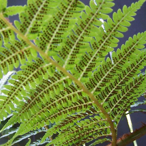 Dicksonia Antarctica