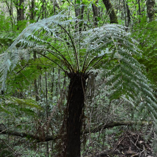 Dicksonia Sellowiana