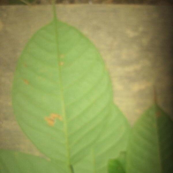 Dicorynia Guianensis