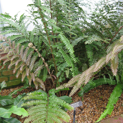 Didymochlaena Truncatula