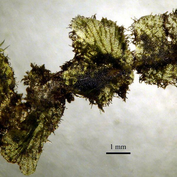 Didymoglossum Tahitense
