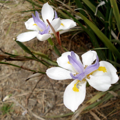 Dietes Iridioides