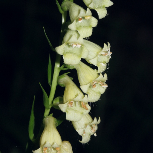 Digitalis Lutea