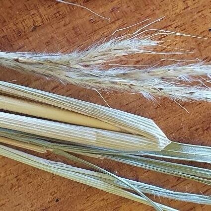 Broad-Leaved Blue Stem (Diheteropogon Amplectens) Plant Care & How to ...
