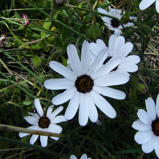 Dimorphotheca Pluvialis