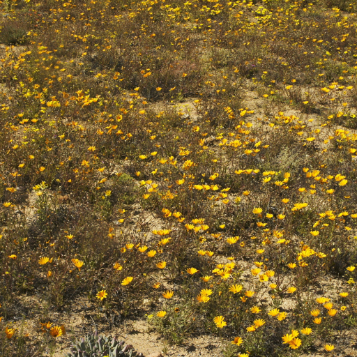 Glandular Cape Marigold