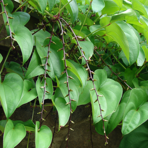 Water Yam Dioscorea Alata Care Guide Water Soil Propagation Water Yam Dioscorea Alata Care Guide Water Soil Propagation
