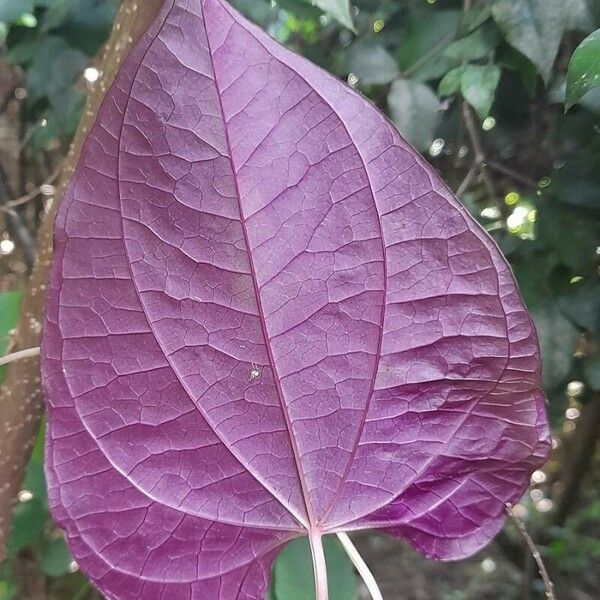 Dioscorea Dodecaneura