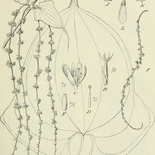 Dioscorea Sansibarensis