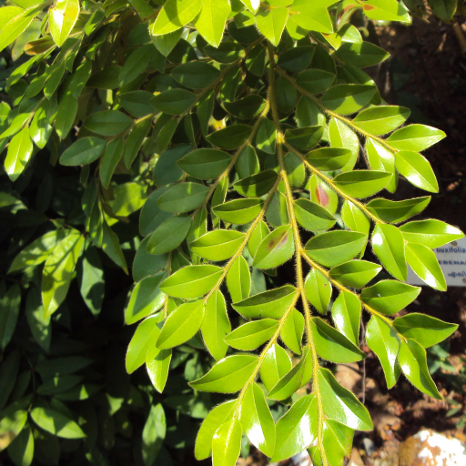 Lace Flower (Alsobia Dianthiflora) Plant Care & How to Grow, Water