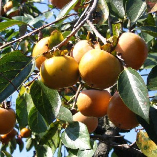 Japanese Persimmon