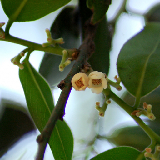 Diospyros Malabarica