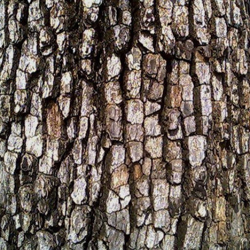 Diospyros Melanoxylon