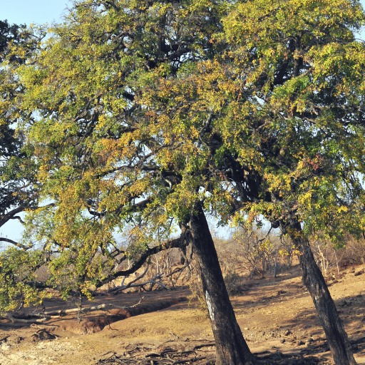 Diospyros Mespiliformis