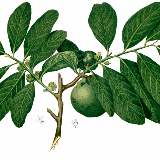 Diospyros Nigra