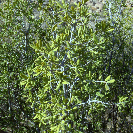 Diospyros Texana