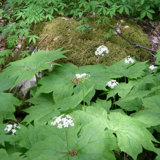 Diphylleia Cymosa