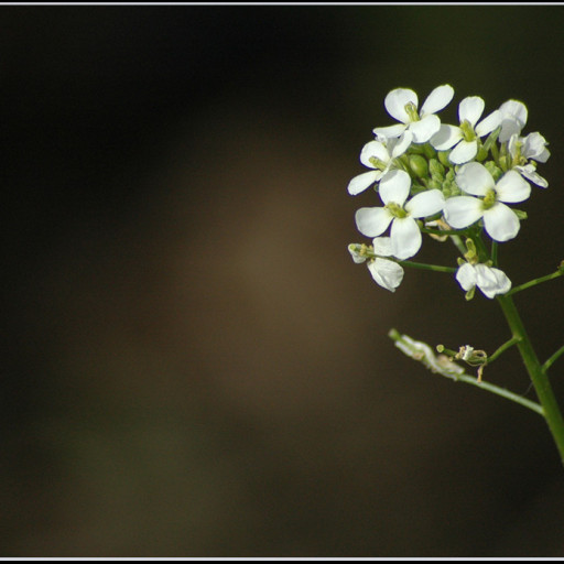 Diplotaxis Erucoides