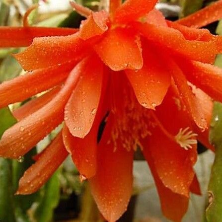 Disocactus Aurantiacus
