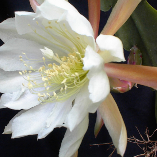 Disocactus Crenatus
