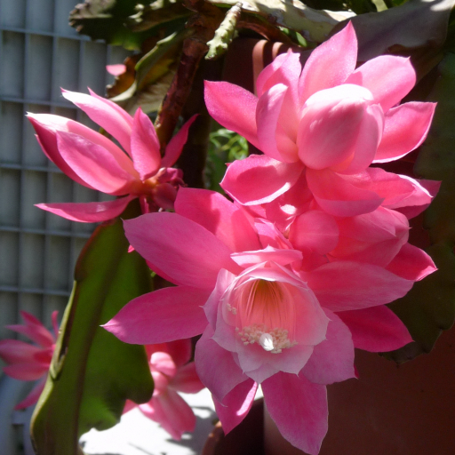 Disocactus Phyllanthoides