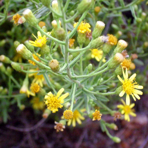 Dittrichia Viscosa
