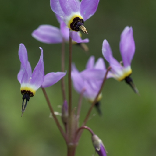 Dodecatheon Meadia