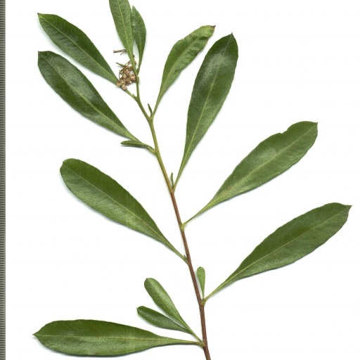 Narrow-Leaf Hopbush (Dodonaea Angustifolia) Plant Care & How to Grow, Water