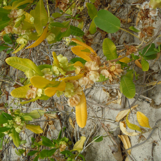 Dodonaea Viscosa