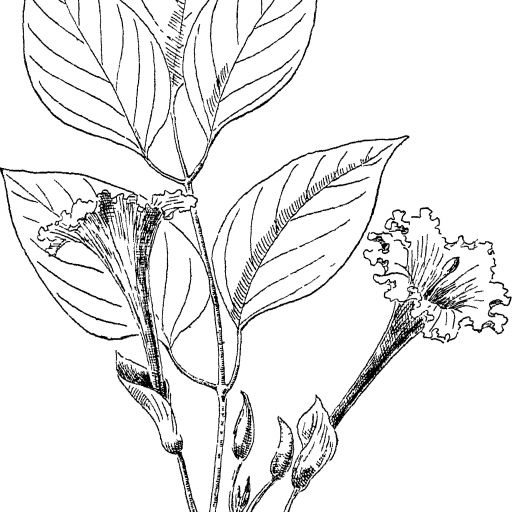 Dolichandrone Spathacea