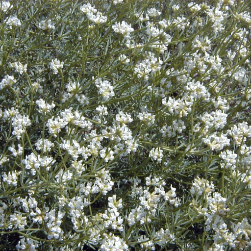 Dorycnium Pentaphyllum