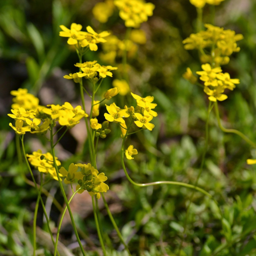Draba Nemorosa
