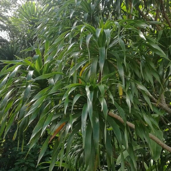 Dracaena Cambodiana